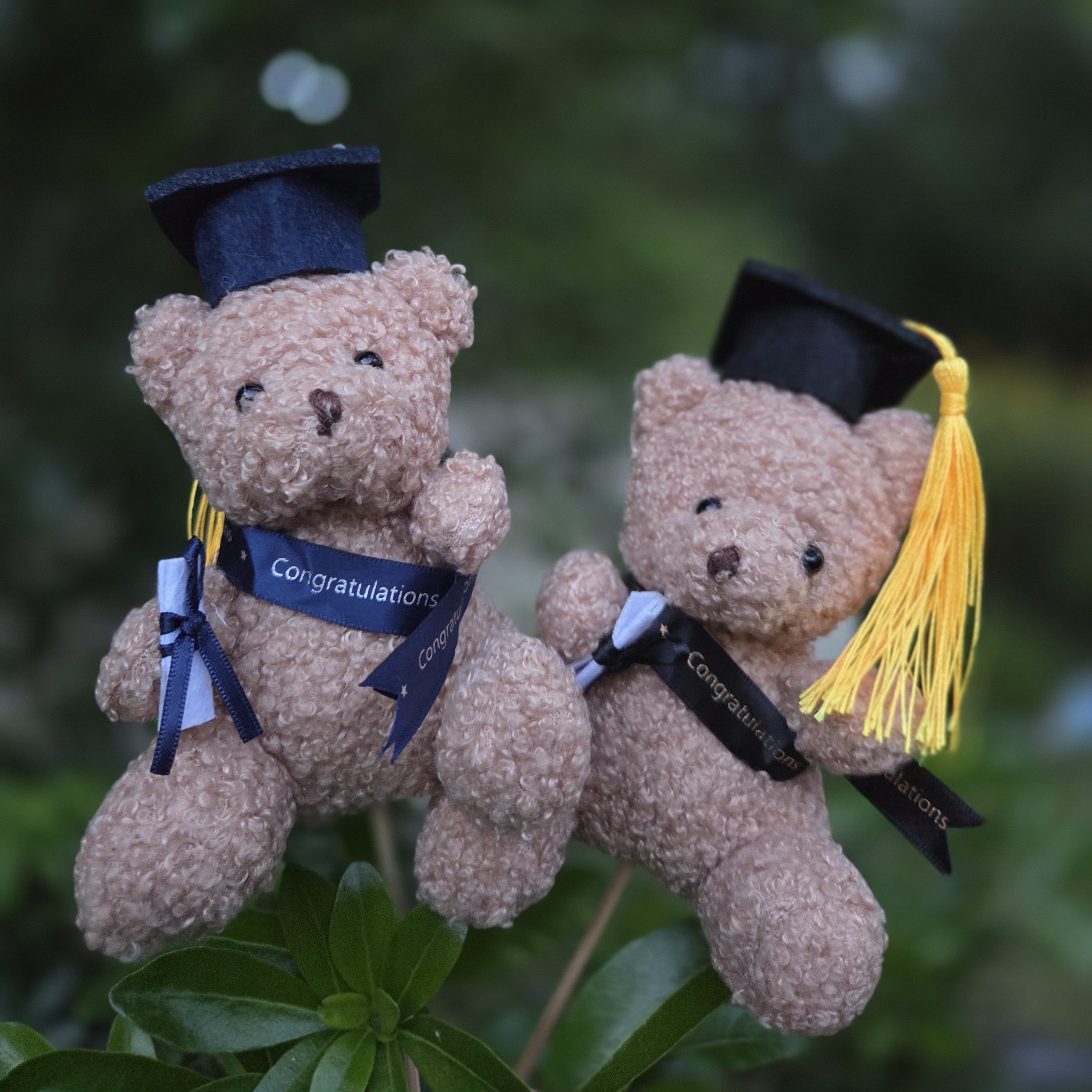 Graduation Teddy Bear