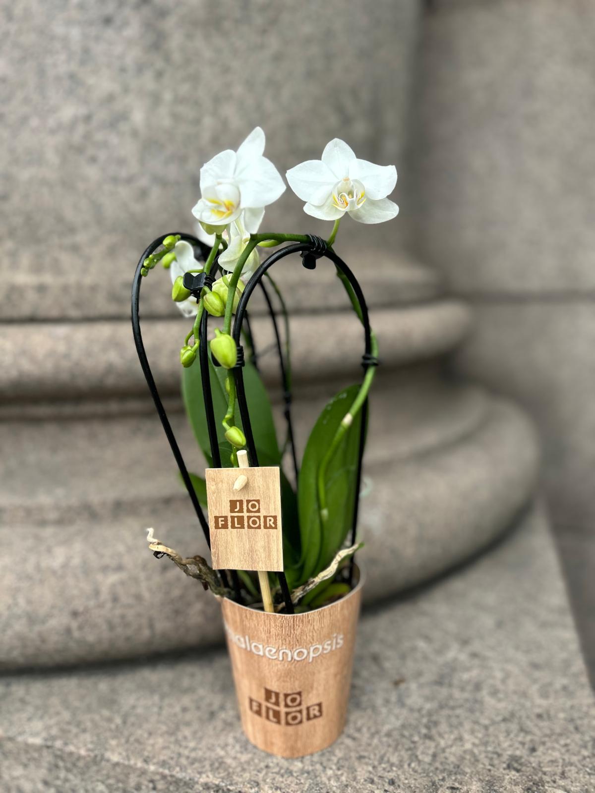 Orchid (Phalaenopsis Orchid) White