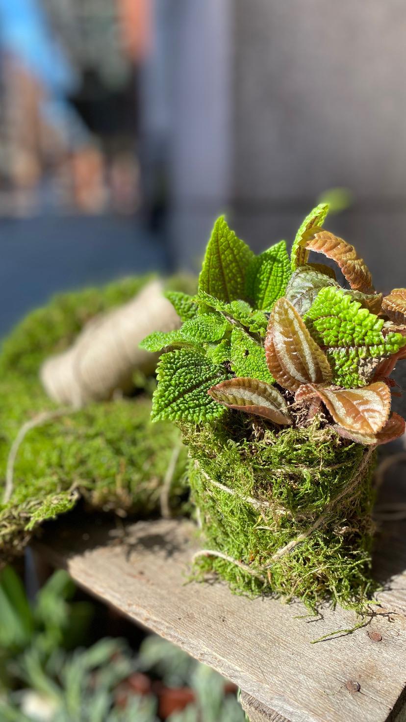 Kokedama Workshop - Flower Festival 2026